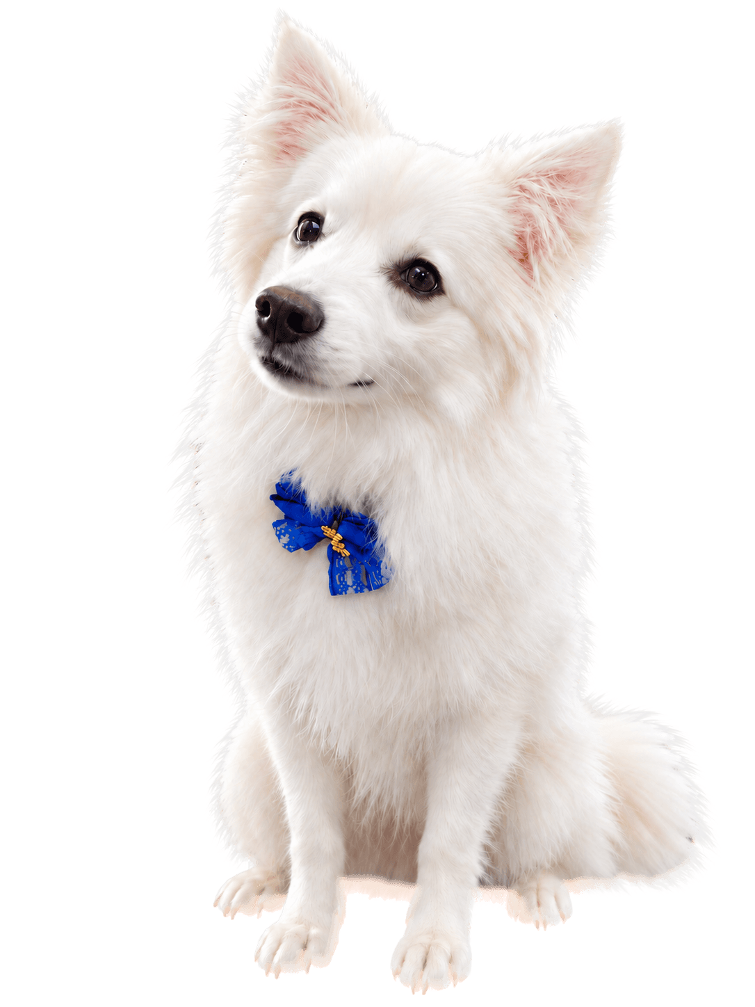 Lulu, a white dog with a blue bow.